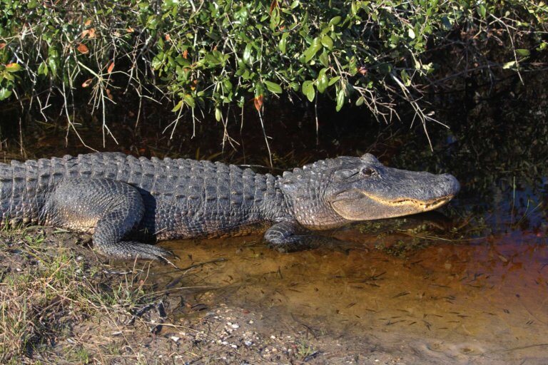 Texas Aligator